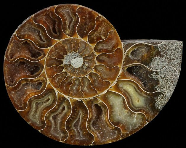 Polished Ammonite Fossil (Half) - Agatized #51774